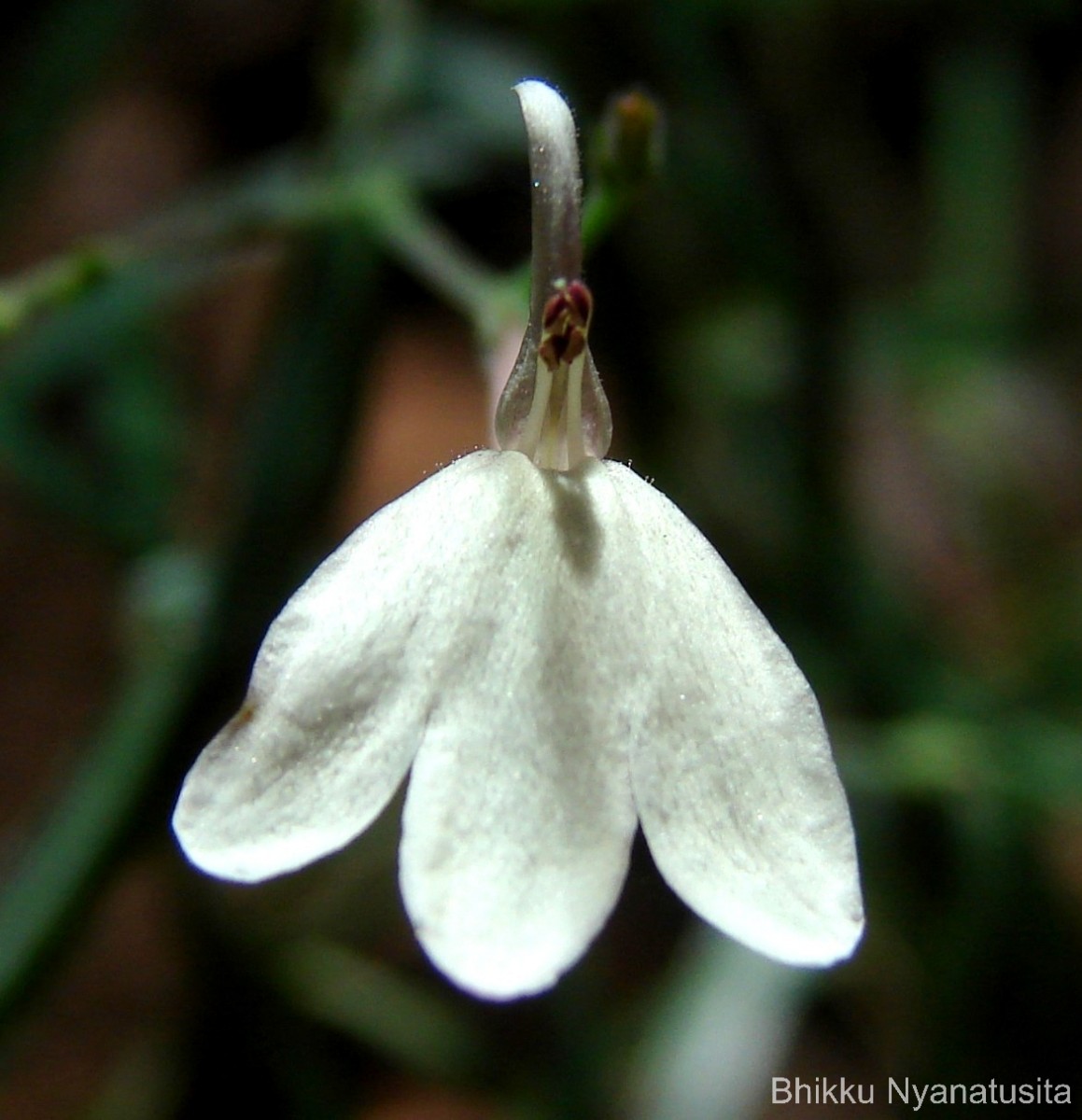 Rhinacanthus polonnaruwensis L.H.Cramer